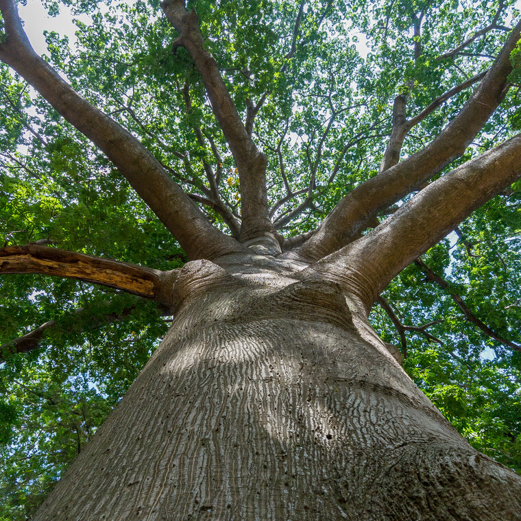 India 2014 - Bangalore 010.jpg